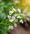 Stévie sladká - Stevia rebaudiana - semena stévie - 15 ks