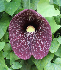 Podražec elegantní - Aristolochia elegans - semena podražce - 5 ks