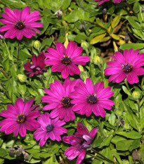 Paprskovka Purple - Osteospermum ecklonis - semena paprskovky - 6 ks