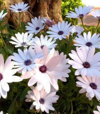 Paprskovka White - Osteospermum ecklonis - semena paprskovky - 6 ks