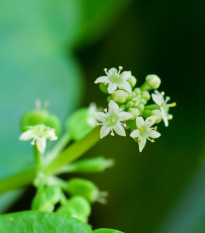 Gotu Kola - Centella asiatica - semena gotu - 4 ks