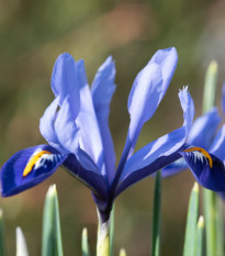 Kosatec síťkovaný Harmony - Iris reticulata - cibulky kosatce - 3 ks