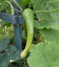 BIO dýně muškátová Tromba d Albenga - Cucurbita moschata - bio semena dýně - 6 ks