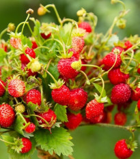 BIO jahodník stáleplodící Reine des Vallées - Fragaria ananassa - semena jahodníku - 10 ks