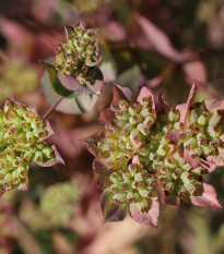 Prorostlík okrouhlolistý - Bupleurum rotundifolium B. griffithii - semena prorostlíku - 60 ks