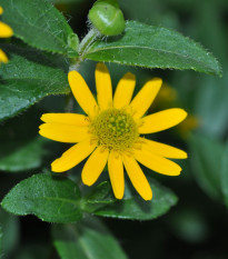 Vitálka položená - Sanvitalia procumbens - semena vitálky - 0,5 g