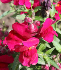 BIO Hledík větší Black Prince - Antirrhinum majus - bio semena hledíku - 20 ks