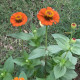 Titónie okrouhlolistá - Tithonia rotundifolia - semena titónie - 60 ks