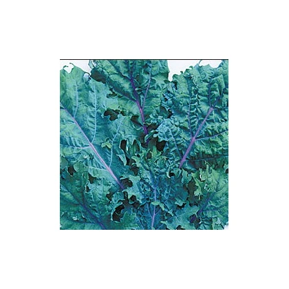Kedluben červený ruský - Brassica oleracea - prodej semen - 0,5 gr