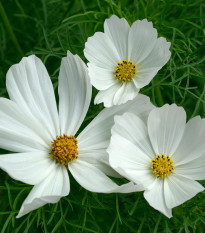 Krásenka zpeřená Cosmini White - Cosmos bipinnatus - semena krásenky - 20 ks