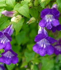 Asarina pnoucí Mystic Purple - Asarina scandens - semena asariny - 20 ks