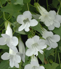 Asarina pnoucí Snowhite - Asarina scandens - semena asariny - 20 ks