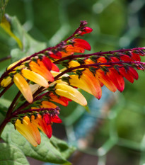 Povíjnice laločnatá Jungle Queen - Ipomoea lobata - semena povíjnice - 15 ks