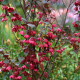 Rodochiton Purple Bells - Rhodochiton atrosanguinemum - semena rodochitonu - 6 ks