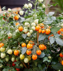 Rajče Tiny Temptations Orange F1 PhR - Solanum lycopersicum - semena rajčete - 5 ks