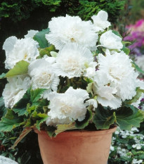 Begonie třepenitá bílá - Begonia fimbriata - hlízy begonie - 2 ks