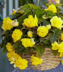 Begonie Sunny Dream - Begonia odorata - hlízy begonie - 2 ks