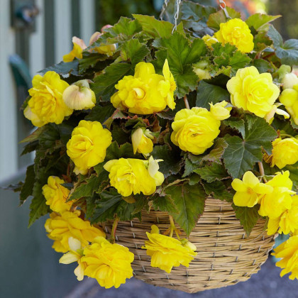 Begonie Sunny Dream - Begonia odorata - hlízy begonie - 2 ks
