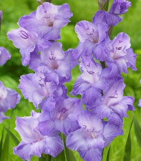 Gladiol Milka - Gladiolus - hlízy mečíku - 3 ks