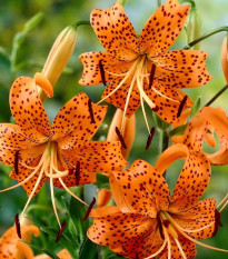 Lilie Tigrinum - Lilium - cibule lilie - 1 ks