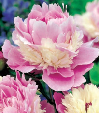 Pivoňka Sorbet - Paeonia - hlízy pivoňky - 1 ks