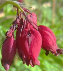 Srdcovka formosa Bacchannal - Dicentra formosa - hlízy srdcovky - 1 ks