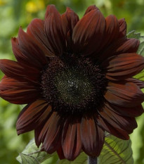 Slunečnice roční Claret - Helianthus annuus - semena slunečnice - 10 ks