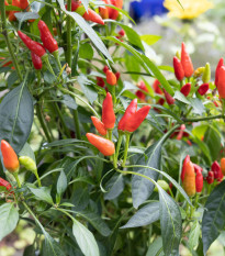 Chillii Thai Hot Birds Eye - Capsicum annuum - semena chilli - 6 ks