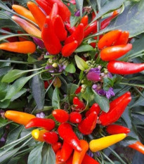 Chilli Rainbow fire - Capsicum frutescens - semena chilli - 6 ks