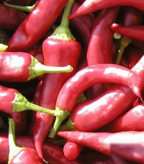 Paprika Žitava - Capsicum annuum - semena papriky - 30 ks