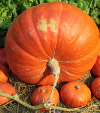 Dýně obrovská Atlantic Giant - Cucurbita maxima duch. - semena dýně - 4 ks