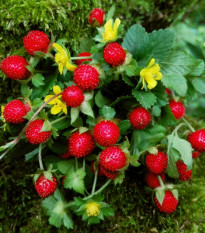 Jahodka indická Tutti Frutti - Duchesnea indica - semena jahodky - 15 ks