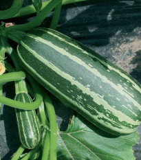 Cuketa Bush Baby F1 Marrow - Cucurbita pepo - semena cukety - 6 ks