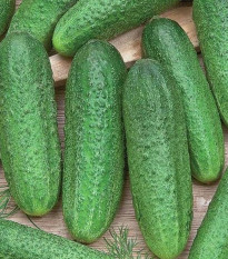 Okurka Profi F1 - Cucumis sativus - semena okurky - 15 ks