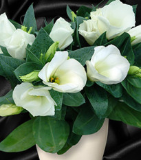 Eustoma Carmen Ivory F1 - Eustoma grandiflorum - semena eustomy - 12 ks