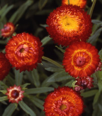 Slaměnka Scarlet - Helichrysum bracteatum - semena slaměnky - 500 ks