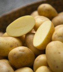 Sadbové brambory Belana - Solanum tuberosum - Kiepenkerl - 10 ks