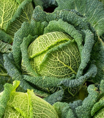 Kapusta hlávková Blistra F1 - Brassica oleracea - semena kapusty - 35 ks