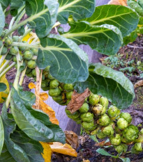 BIO Kapusta růžičková Groninger - Brassica oleracea - semena kapusty - 50 ks