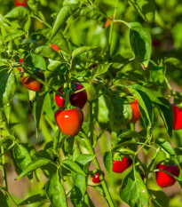 Chilli Korál - Capsicum annuum - semena chilli - 40 ks