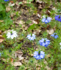 BIO Černucha damašská - Nigella damascena - bio semena černuchy - 50 ks