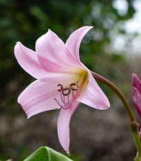 Křín Powellii růžový - Crinum Powellii rosea - cibule křínu - 1 ks