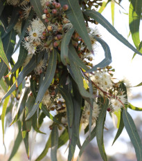 Eukalyptus Lemon Bush - Blahovičník - Eucalyptus gunnii - semena eukalyptu - 10 ks