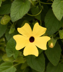 Smatovka křídlatá žlutá - Thunbergia alata - semena smatovky - 15 ks