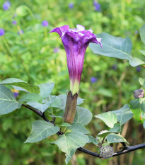 Durman metelový Double Purple - Datura metel - semena durmanu - 5 ks