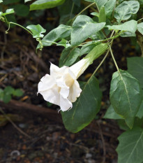 Durman metelový bílý - Datura metel alba - semena durmanu - 5 ks