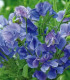 Hrachor vonný královský modrý - Lathyrus odoratus - semena hrachoru - 20 ks