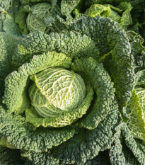 Kapusta hlávková Verita F1 - Brassica oleracea var. sabauda - semena kapusty - 110 ks