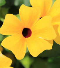 Smatovka křídlatá pnoucí - Černooká Zuzana - Thunbergia alata - semena smatovky - 12 ks