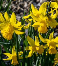 Narcis February Gold - Narcissus - cibule narcisu - 3 ks